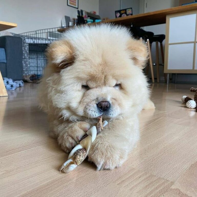 Chow Chow for sale