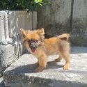 Pomeranian Puppies for Rehoming-5