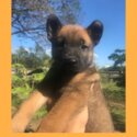 BELGIAN MALINOIS PUPPIES FOR REHOMING -4