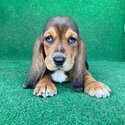 Basset hound Puppies-0