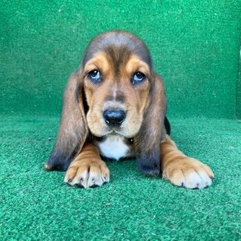 Basset hound Puppies