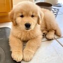 Golden retrievers puppies available-5