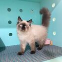 EXOTIC x PERSIAN (HIMALAYAN)-3