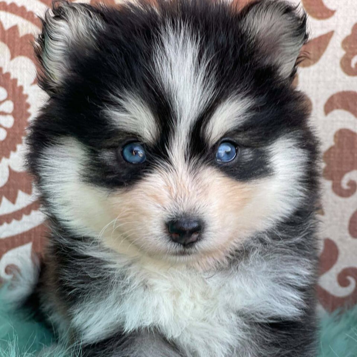 Adorable [POMSKY PUPPIES] for sale in Philippines [DOGS] 09457024296