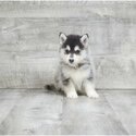 We got two Pomsky puppies.-0