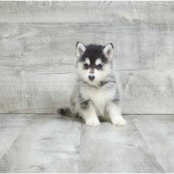 We got two Pomsky puppies.