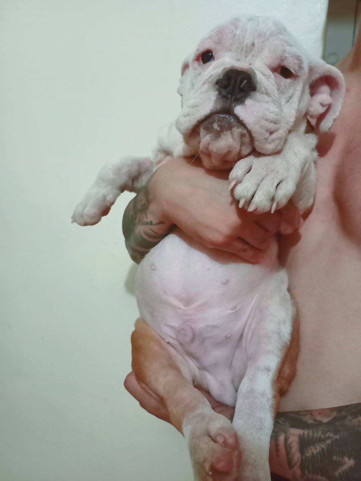 For sale english bulldog