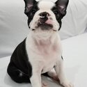 Boston Terrier Puppies-1