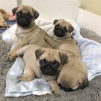 Healthy Pug puppies