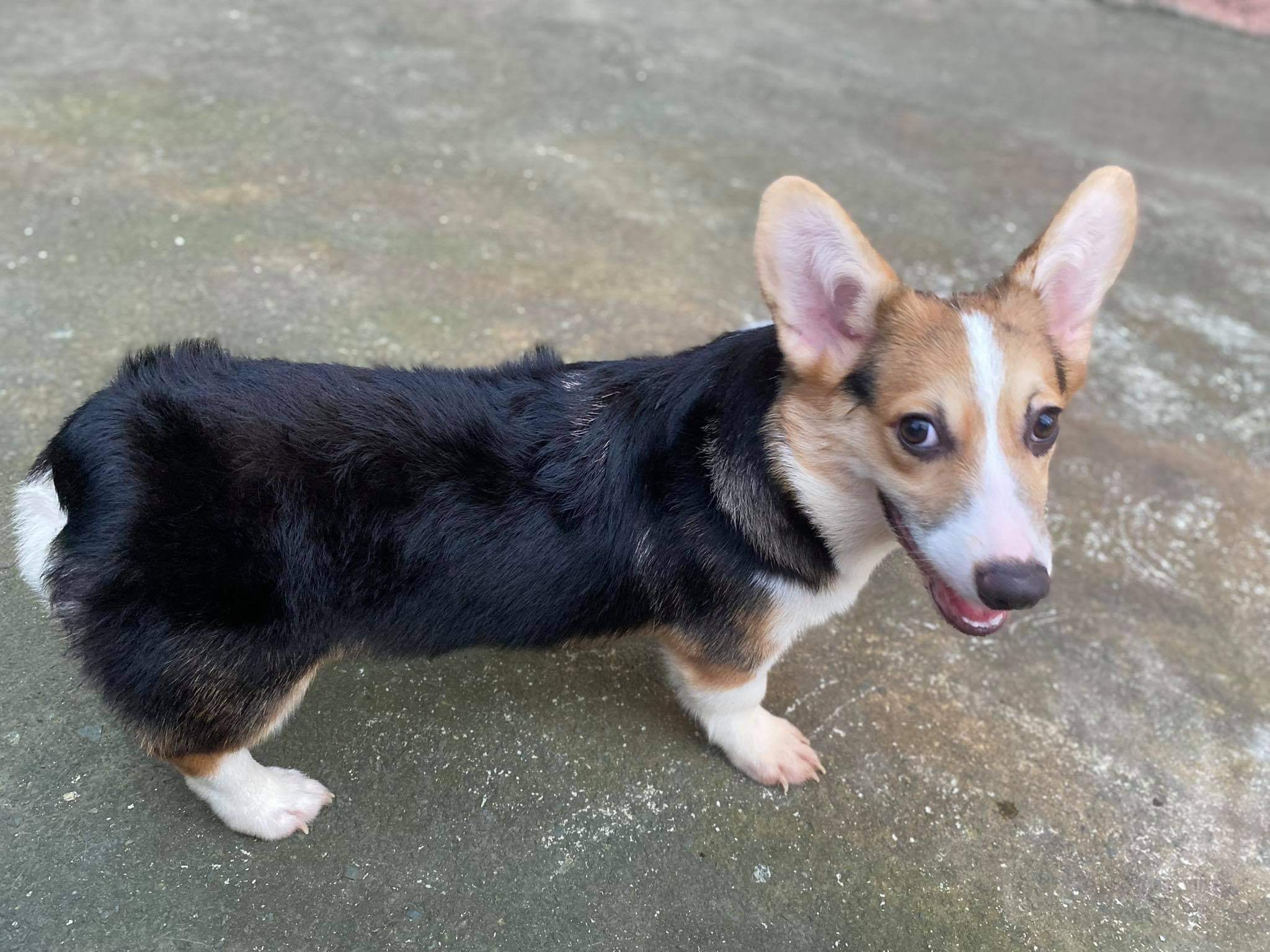 Pembroke Welsh Corgi 