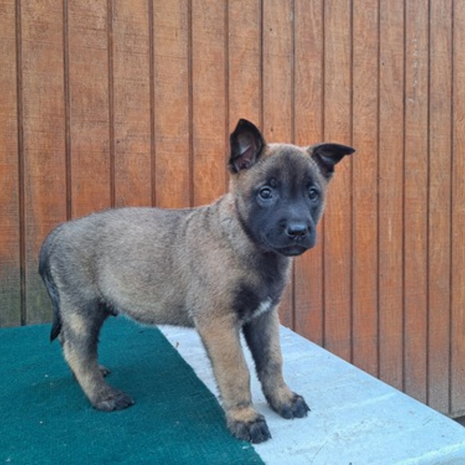 how much is a belgian malinois puppy