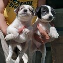 Labrador mixed breed puppy 001-2