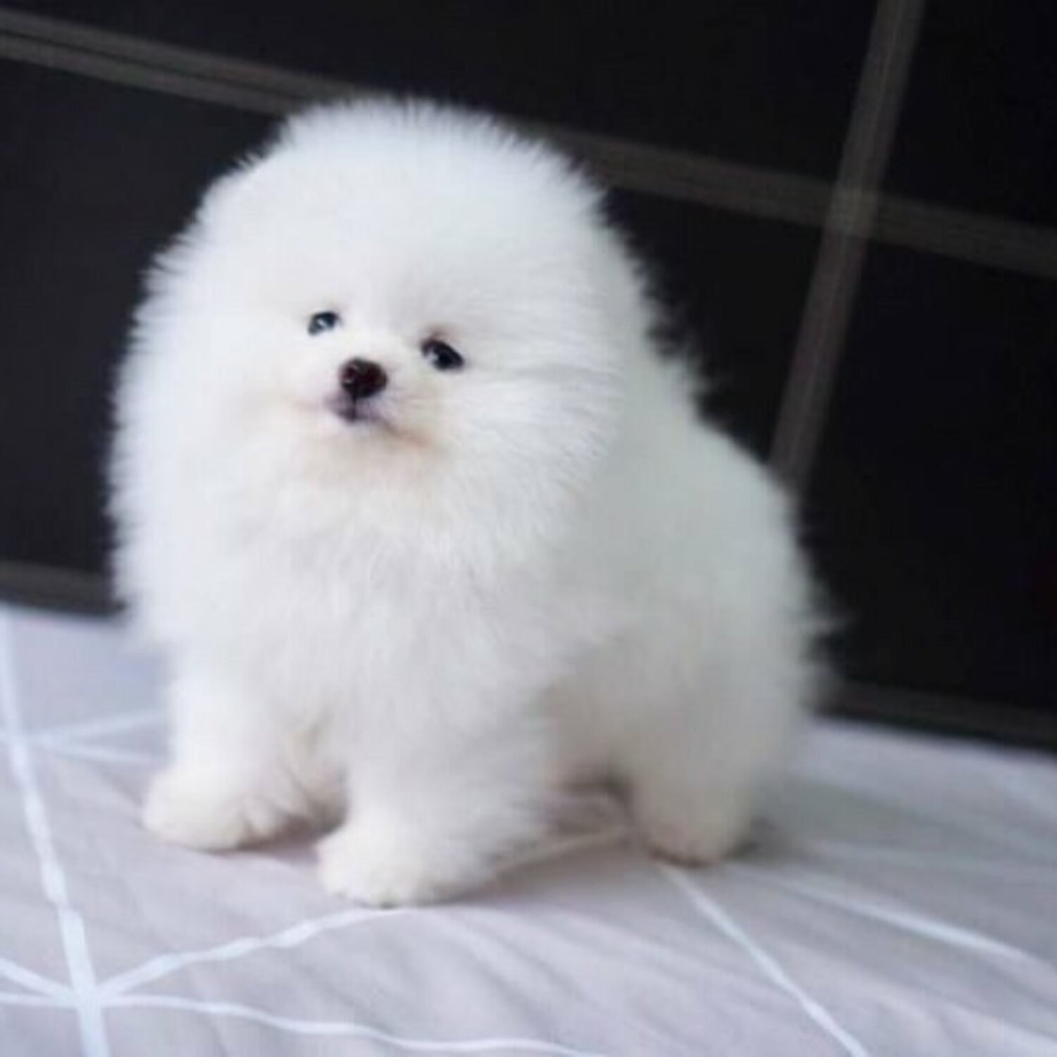 kc Beautiful Purebred Pomeranian Puppies