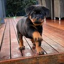 Rottweiler puppy available boy and girl-0