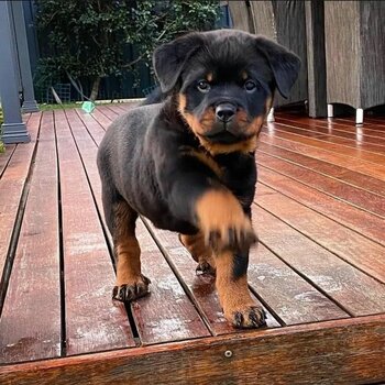 Rottweiler puppy available boy and girl