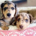 Healthy Dachshund Puppies-0