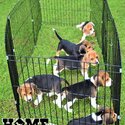 Beagle puppies-1