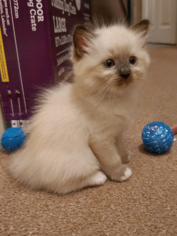 Adorable Ragdoll kittens for adoption