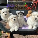 Adorable mini Havachon puppies-2