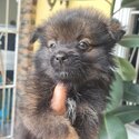 Pomeranian Puppies (Fox Type)-5