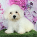 Bichon Frise Puppy &quot;RUSh&quot;-5