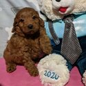 Goldendoodle Puppies Ready-1