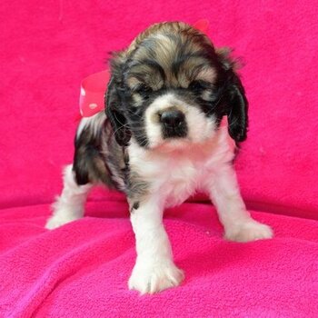 Cocker spaniel Puppies