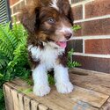 Aussie Doodle puppy-1