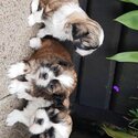 Stunning small size shihtzu for rehoming-2