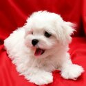 Beautiful Maltese puppies for good home-0