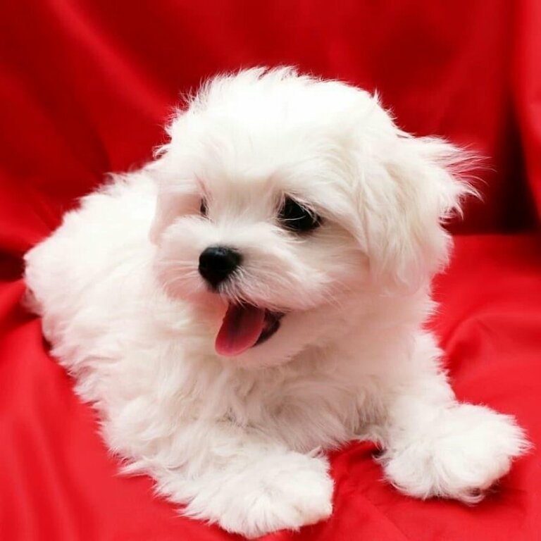 Beautiful Maltese puppies for good home