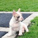 French bulldog Puppies for Sale-0