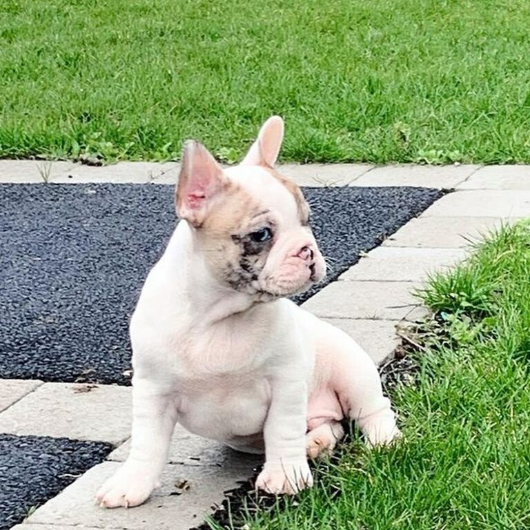 French bulldog Puppies for Sale