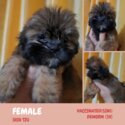 Shih Tzu Puppies-1