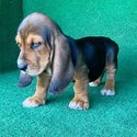 Basset hound Puppies-1