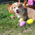 corgi Puppies-1