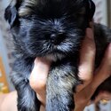 Shihtzu puppies sale-0