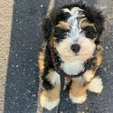 BERNEDOODLE PUPPIES -3