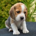  Beautiful beagle female puppy. Ready to go-0