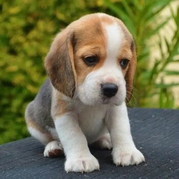  Beautiful beagle female puppy. Ready to go