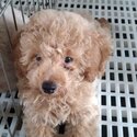 Quality Toy Poodle-1