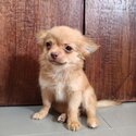 Male Chihuahua Puppy for sale-0