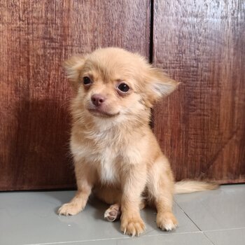 Male Chihuahua Puppy for sale