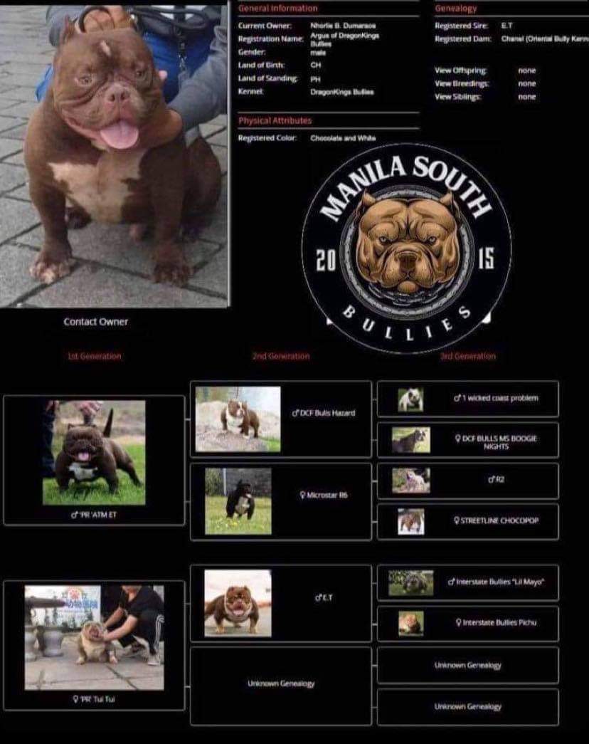 AMERICAN BULLY FOR SALE   2937e44240b871d726710677c8943d9328c21c68f5d4cd60900f6b064478bd15 