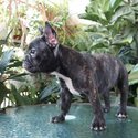 FEMALE FRENCH BULLDOG FOR SALE IN METRO MANILA  PM 09457291715-0