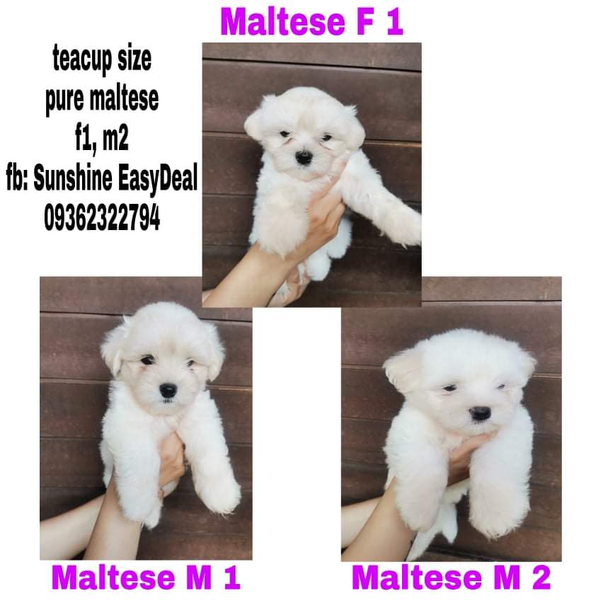 High Quality Pure Maltese