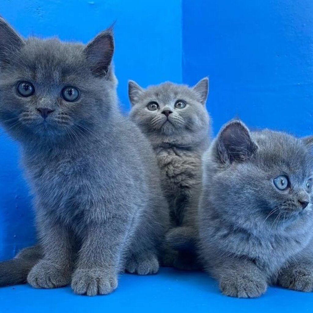 british-short-hair-kittens