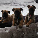 Male and female Belgian malinois puppies for lovely new homes -2