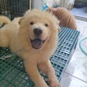 Chow chow - 5 months old - Fully vaccinated by a licensed VET with Anti-rabies shot ( 4x shot - 5in1-3