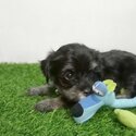 Tiny Toy Poodle For Sale-3